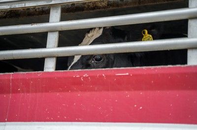 Kráva v transportu na hranicích v Turecku - Nevinné oběti